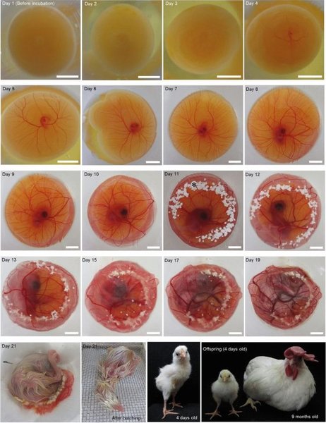 яйцо развитие
