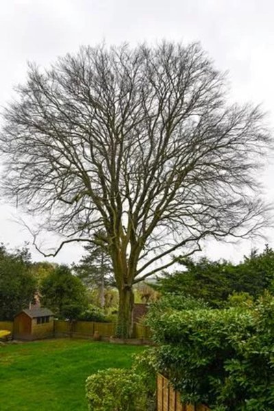 Супругам запретили спилить дерево, старое дерево, дерево в саду, упала ветка, огромна ветка, запрет горсовета, может убить