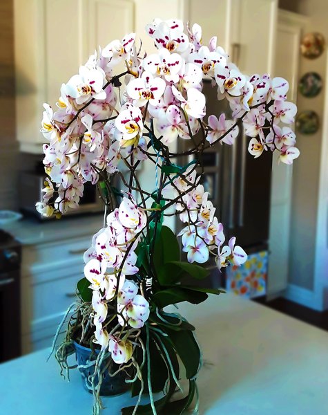 орхилея, книга рекордов гиннеса