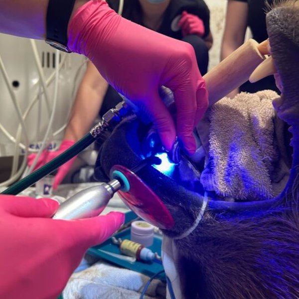 тундра ведмідь коронка для ведмедя