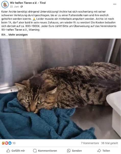 Как найти пропавшего кота, поиск домашних любимцев, через сколько времени может вернуться кот, животные, фото, интересные истории