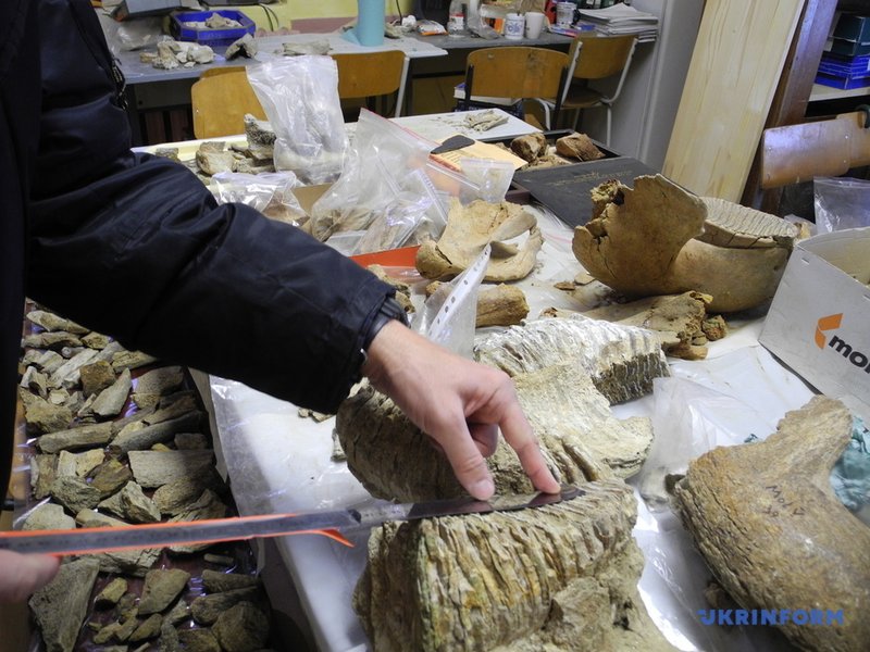 зуб мамонта, мамонт, раскопки