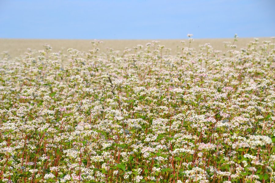 гречиха, гречка