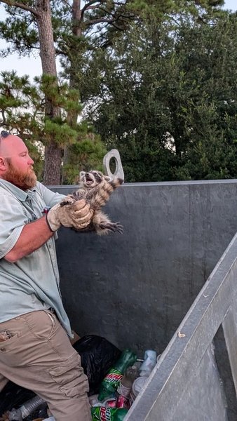 Мужчины спасают енота