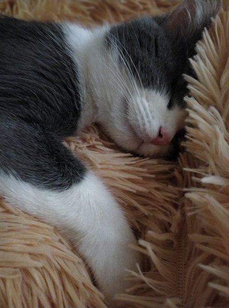 кошка, антистресс