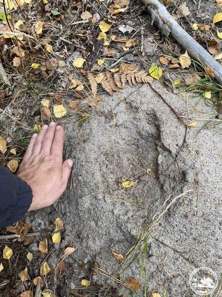 чорнобильський ведмідь