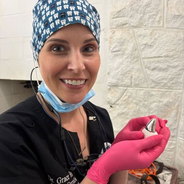 зубная коронка для бурого медведя