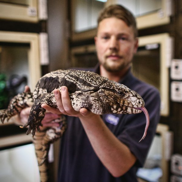 ящерица тегу, инвазивный вид, тегу, ящерицы, сша