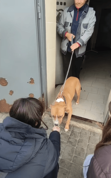 Собаку приютили коммунальщики