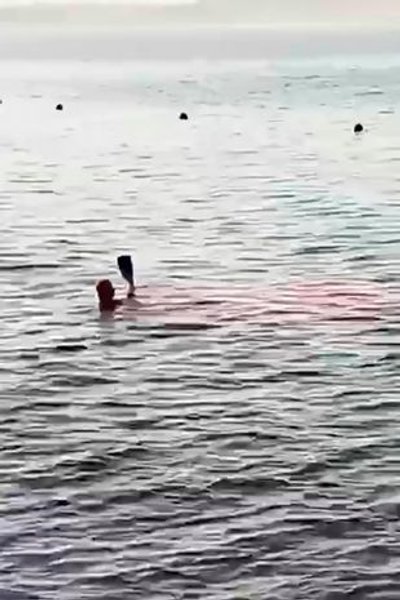 Случаи нападений акул, акула съела человека, акула напала 2023, акула нападения, акулы в Египте,