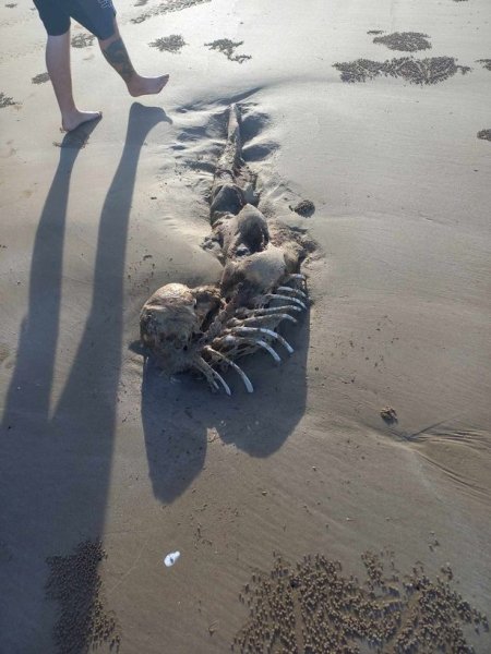Останки загадочного существа, скелет, выбросило на пляж, нашли на берегу, останки, похоже на русалку,