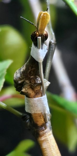 бандаж палочник прыгун