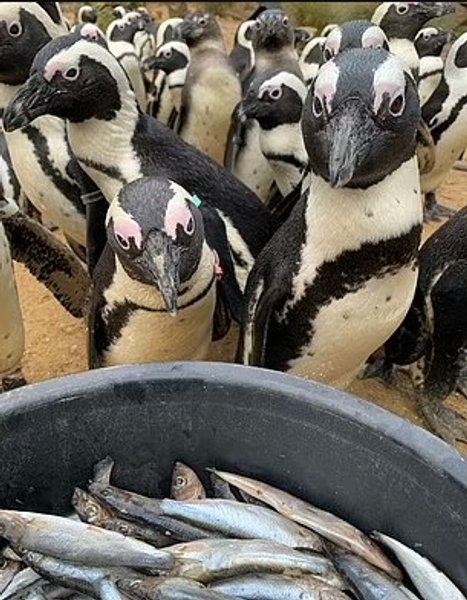 пингвины дружба