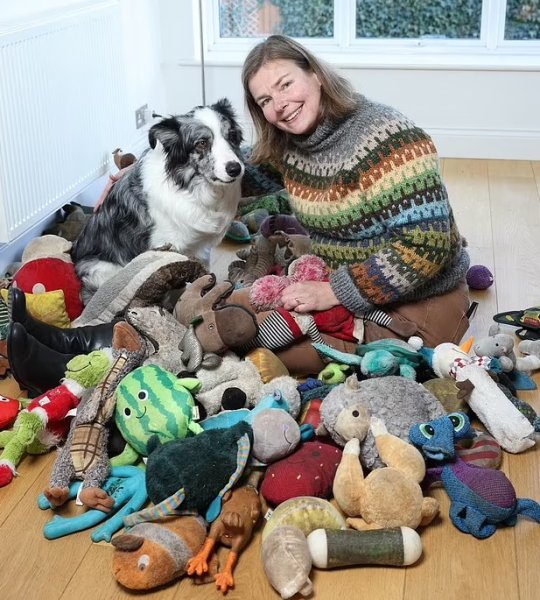 най-умното куче в света Харви Бордър Коли Харви