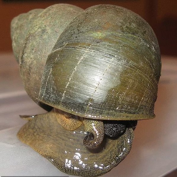 загадкові равлики розмір