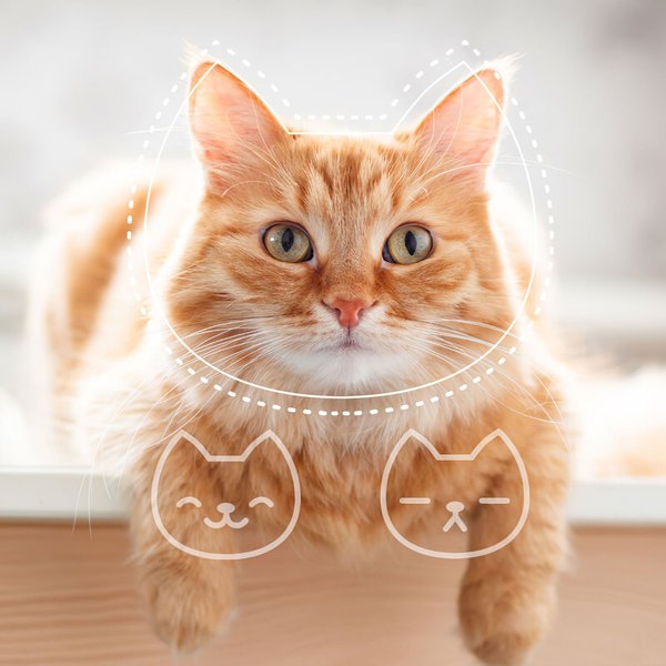 Приложение tably, стресс у кошки, поведение животного