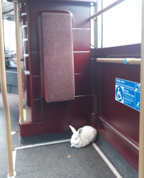 Лондонское метро, белый кролик, общественный транспорт, TikTok, животные в метро, пассажиры, Алиса в стране чудес, пушистый пассажир