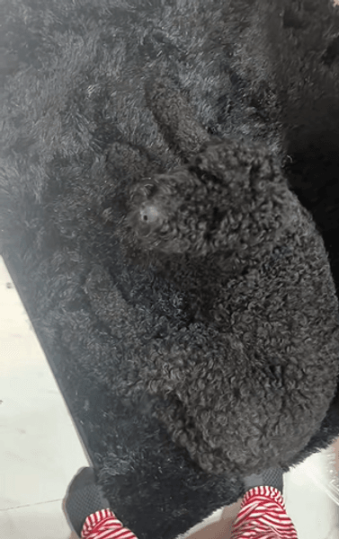 собака на килимі