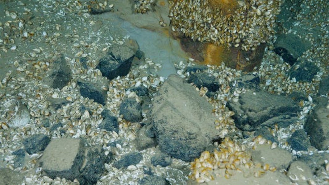 Місце корабельної аварії пароплава Африка