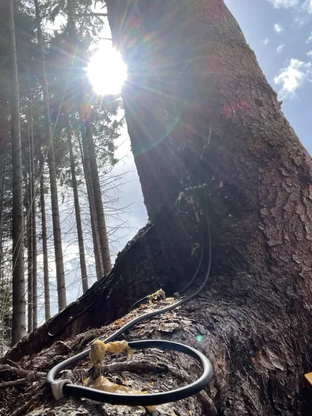 дерева сонце дослідження ліс