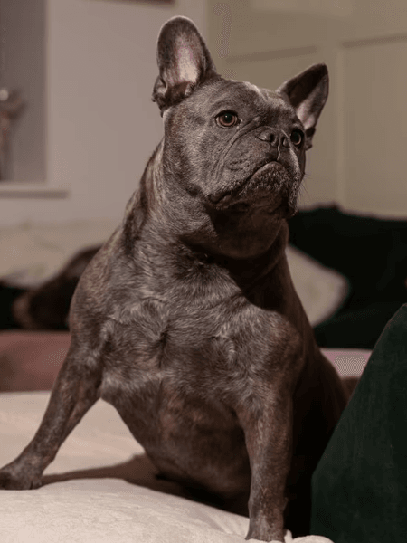 Большой бульдог, огромная собака, французский бульдог, большая собака, новый рекорд, большой вес, собака с лишним весом, звезда соцсетей