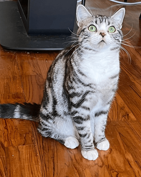 Американский короткошерстный кот, американский кот, кот, домашний кот