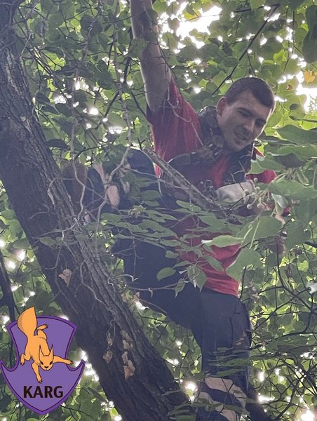 удава на дереве в Киеве