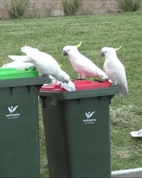 Какаду полюють на побутові відходи місцевих жителів.