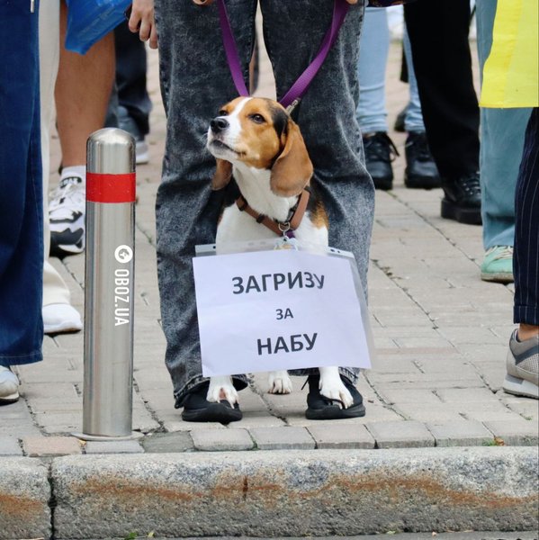 На протест в Киеве против закона о НАБУ и САП вышел пес с табличкой