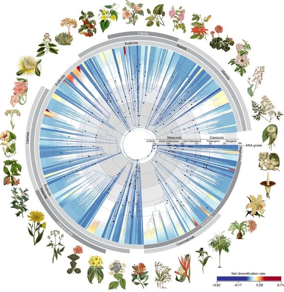 квіти рослини рослини дерево