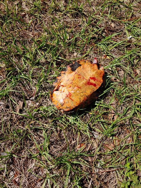 Черепаха, пробившая лобовое стекло автомобиля во Флориде. Фото: Chuck Paul/Facebook