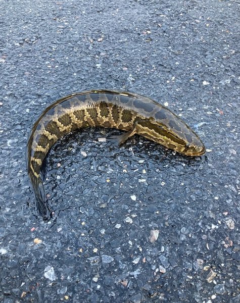 риба змієголова