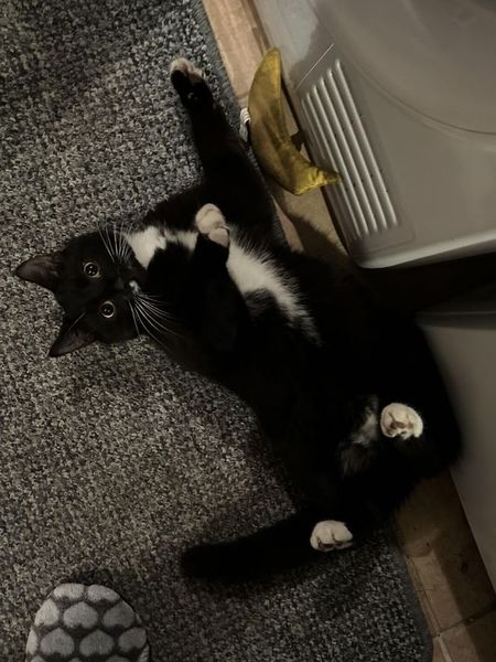 Чоловік знайшов в себе вдома кота, звідки тварина взялась у помешканні, цікаві історії, приколи