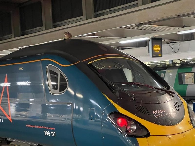 кот, поезд, Лондон, ЧП