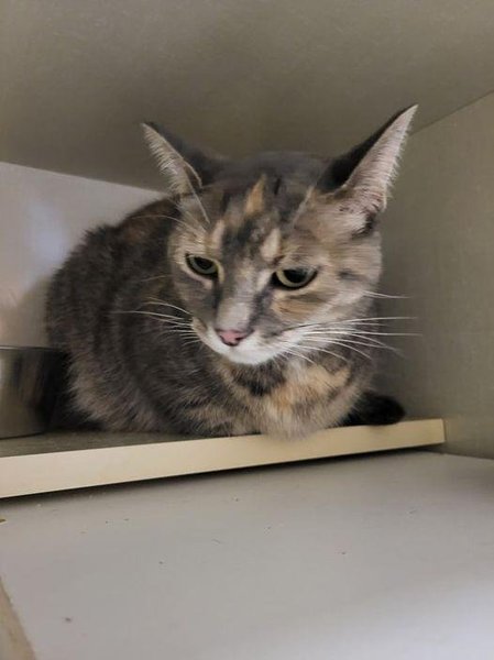 Кішку знайшли за 965 км від дому, домашня тварина, зникла кішка, за рік повернулася додому, знайшли чіп, чіп всередині кішки