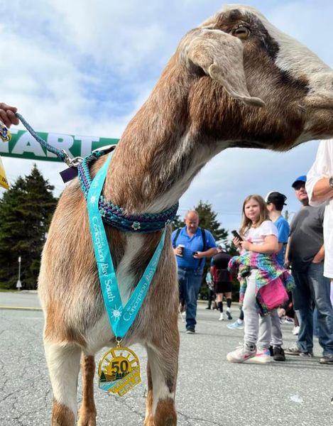 Козел Джошуа выиграл полумарафон в Канаде, животное порвало ошейник и погналось за бегунами, курьезы