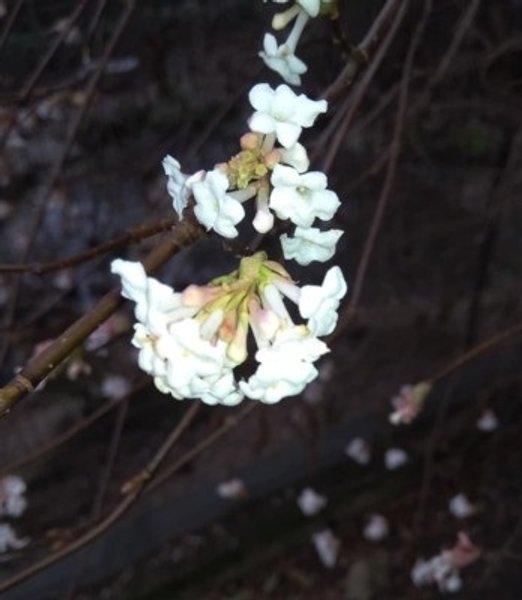 деревья цветут во Львове