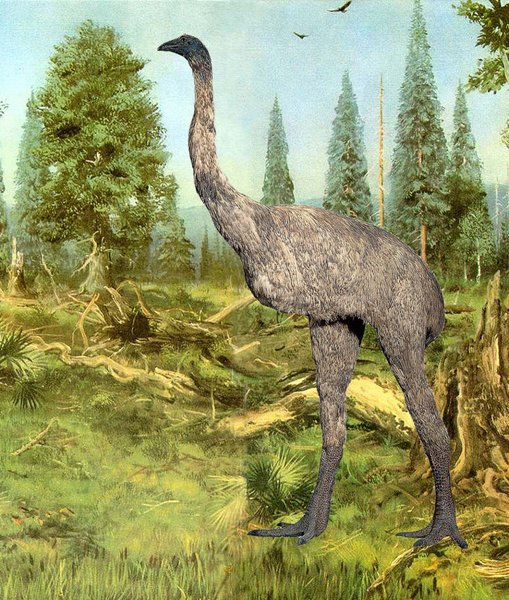 фото, Dinornis