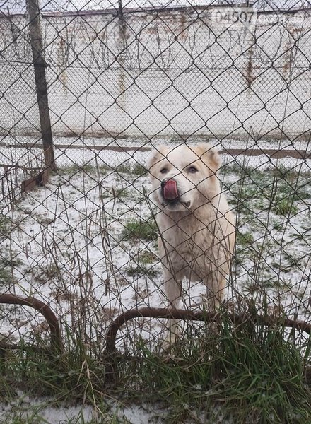 собака, породистая, буча, киевская область