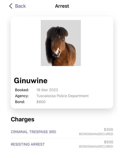 Фоторобот, тварина кінь, поліція