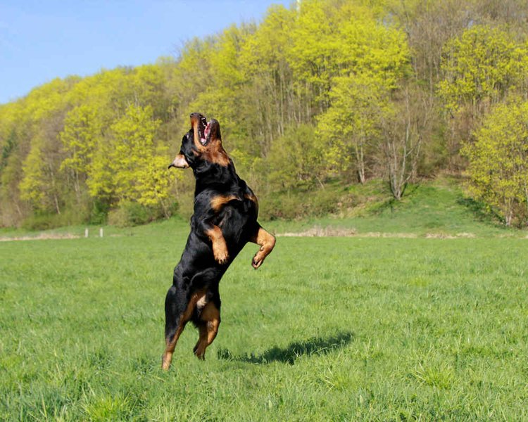 ротвейлер, порода, дорогая порода