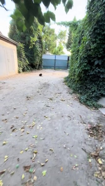 Двор, дом в селе на Киевщине