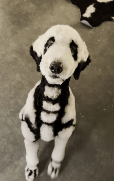 Чоловік постриг собаку Чоловік постриг собаку грумінг, стрижка для собаки, перетворював собак на лисиць, макіяж для собаки, Геловін, скелет, догляд за собаками