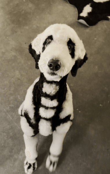 Мужчина постриг собаку груминг, стрижка для собаки, превращал собак в лис, макияж для собаки, Хэллоуин, скелет, уход за собаками