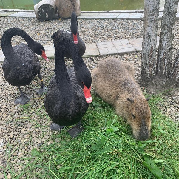 капибара, лимпопо, зоопарк