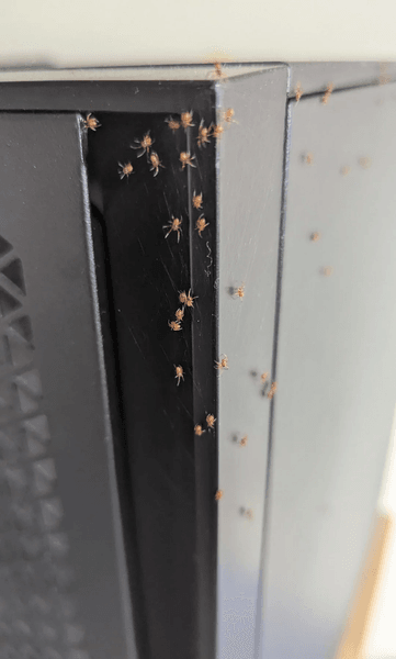 Компьютер, работа за компьютером, грязный компьютер, пауки в компьютере, как почистить компьютер, показал свой компьютер