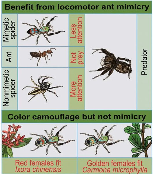 пауки муравьи