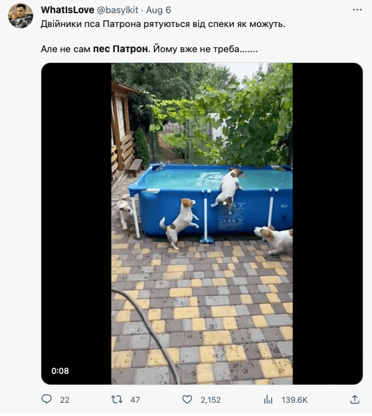 Публикация о гибели пса Патрона