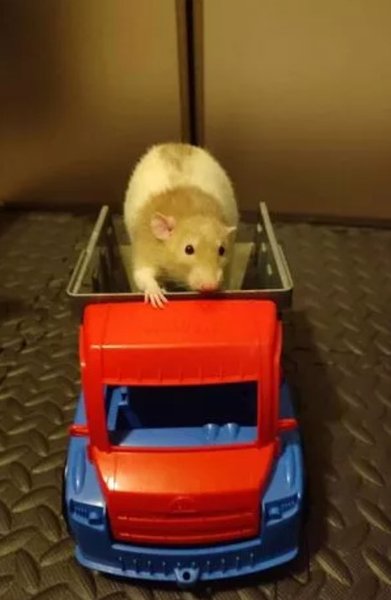 Курьез в Британии, отель для грызунов, отель для мышей, развлечения