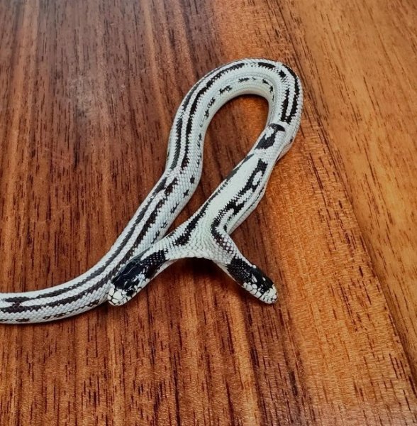 двухголовая змея двухголовая змея